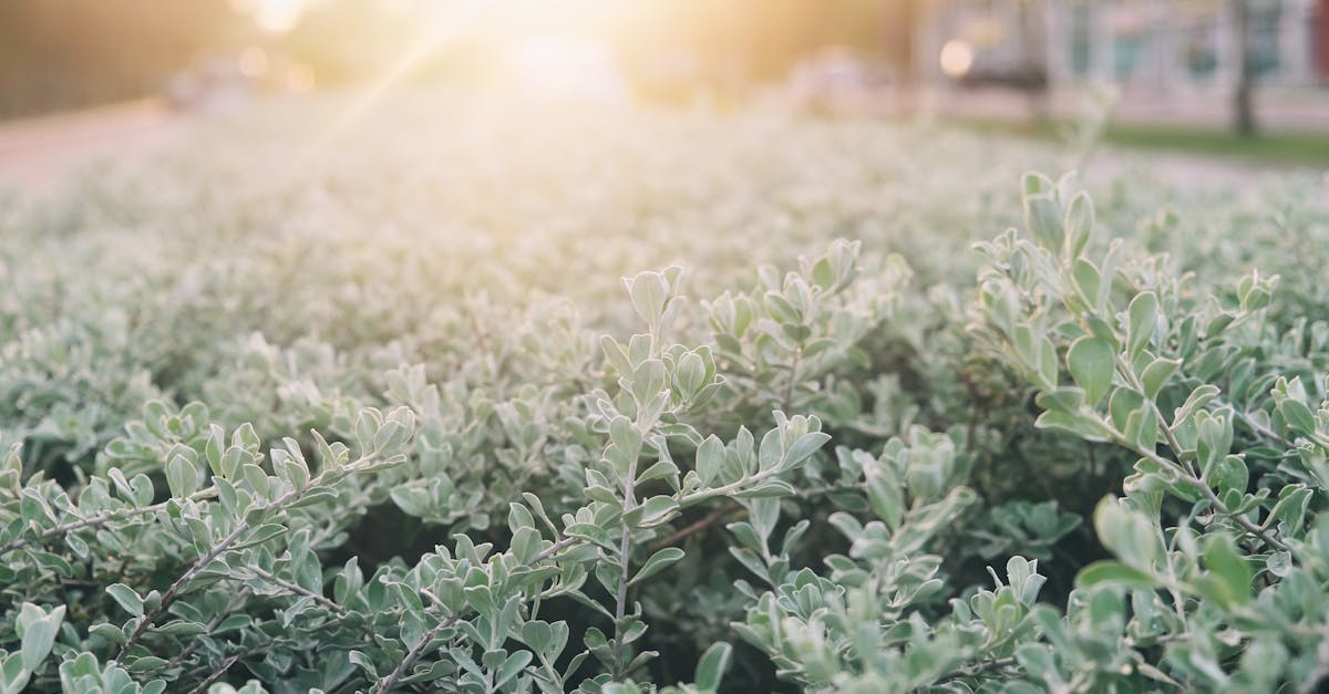 Vibrant greenery basking in sunlight, captured in Johor Bahru, Malaysia.