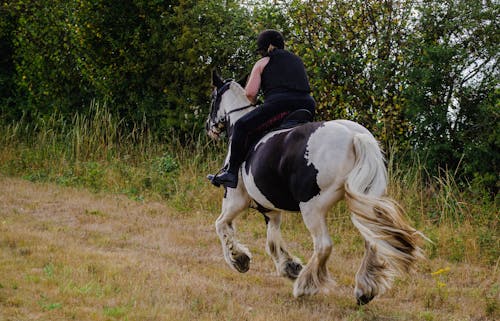 Gratis arkivbilde med hest, hesteridning, hestesport