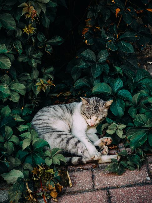 A peaceful tabby cat rests amid green foliage in Istanbul, Turkey.
