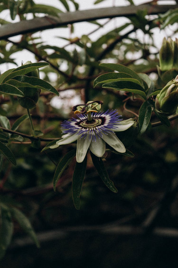 A Bluecrown Passionflower With Green Leaves 