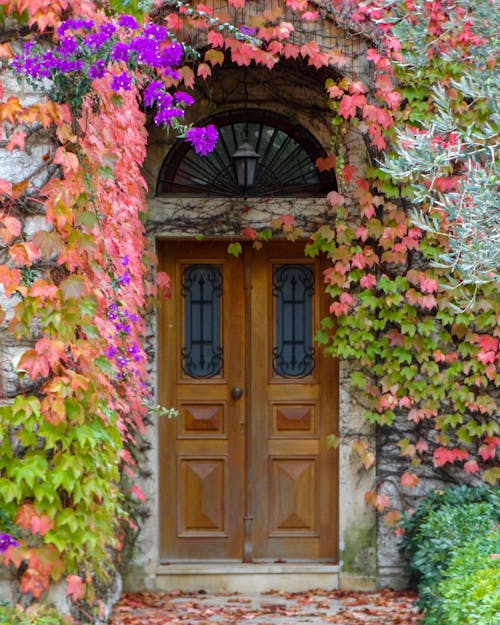 A Wooden Door Surrounded of Vines Climbing on Wall