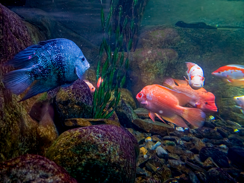 Free Fish Stock Photo