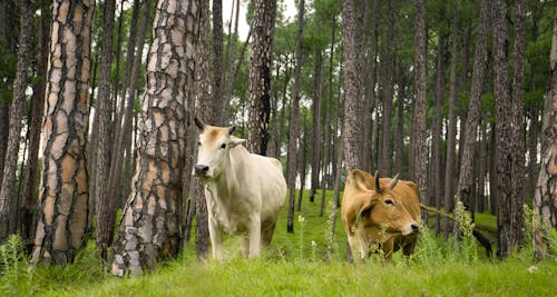 Cows on the Forest Ground
