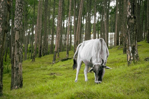 Základová fotografie zdarma na téma americký brahman, býk, farma