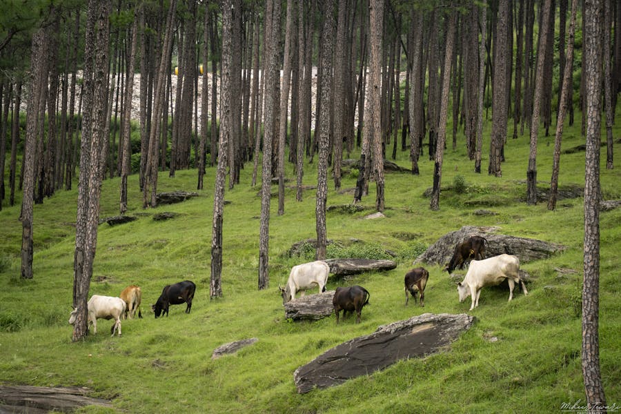 Will all animals go to heaven?