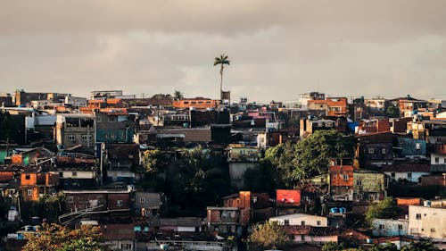 High Palm Tree on Urban Hill