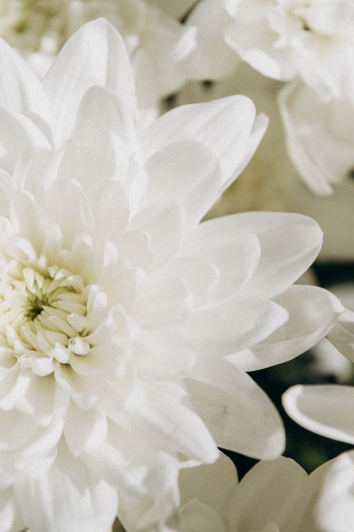 Free A detailed close-up of beautiful blooming white chrysanthemums with soft petals. Stock Photo