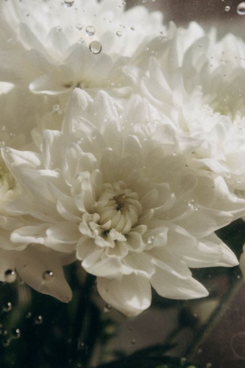 White Flowers in Close Up Shot · Free Stock Photo