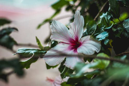 Fotografi Close Up Bunga Kembang Sepatu Putih Dan Merah Muda