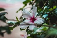 花园中，绿叶环绕着一朵盛开的白色芙蓉，其花心呈粉红色