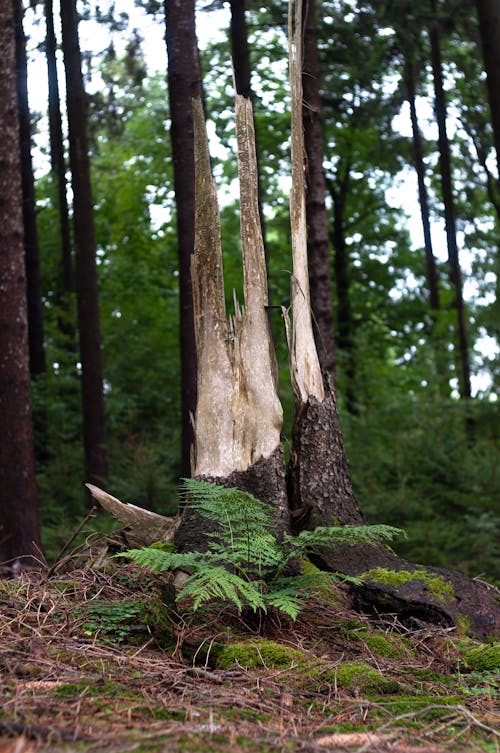 A Tree Trunk in a Forest
