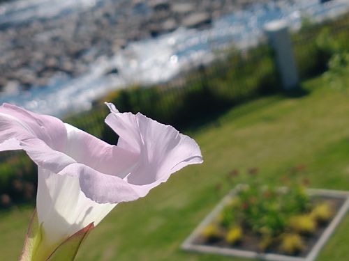 Free Fleur Stock Photo