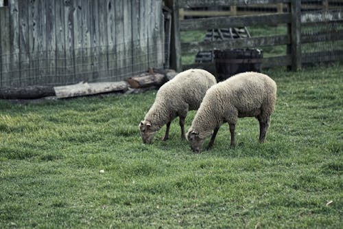 Zwei Braune Schafe Auf Grasfeld Nahe Braunem Holzzaun