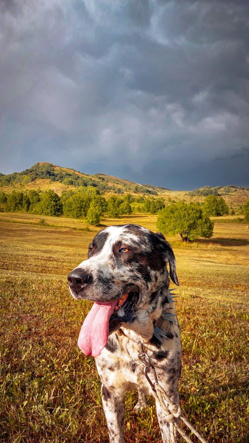 A Dog on the Grass Field