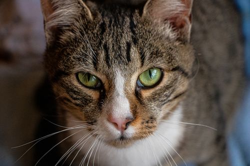 Free Detailed close-up of a green-eyed tabby cat with a fluffy coat. Stock Photo
