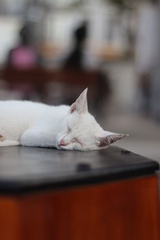A serene white cat resting outdoors in Istanbul, capturing the tranquil street life.