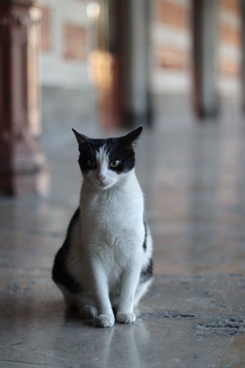 Free Captivating portrait of a tabby cat sitting in a historic corridor in Istanbul, Turkey. Stock Photo