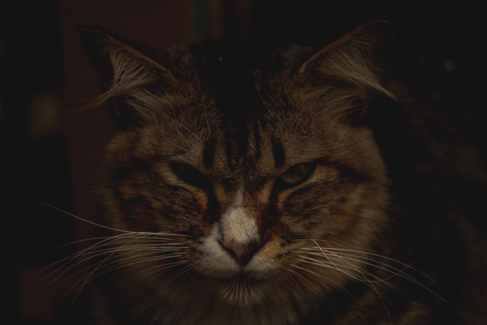 Veterinary care for a cat