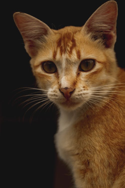 Kostenloses Stock Foto zu gefleckt, katze, nahansicht