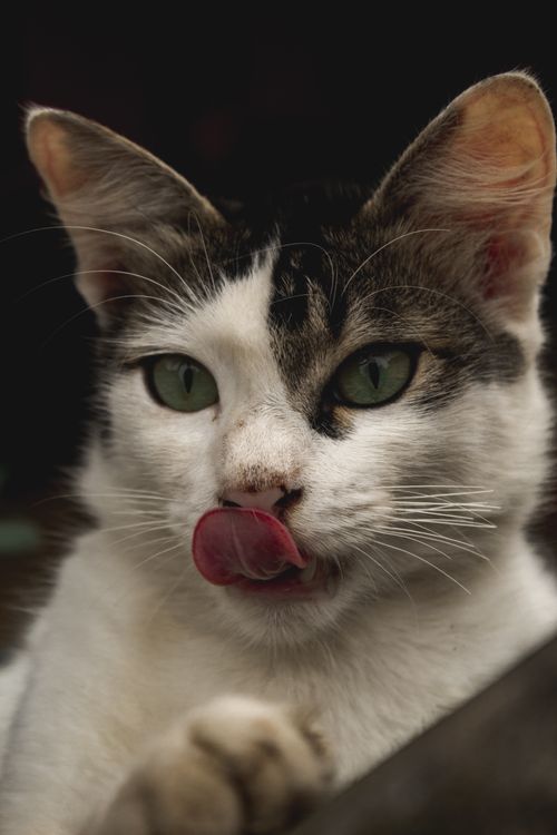 Free Close-up of a domestic cat licking its nose, captured in Bandung, Indonesia. Stock Photo