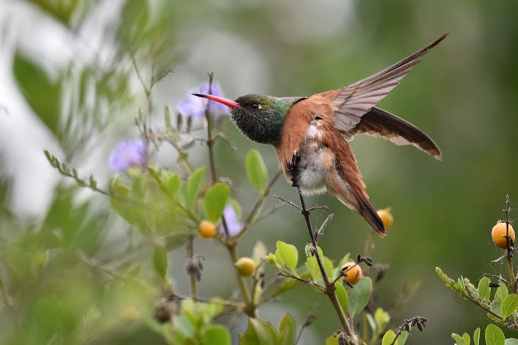 Close-Up Shot Of A Hummingbird Flying