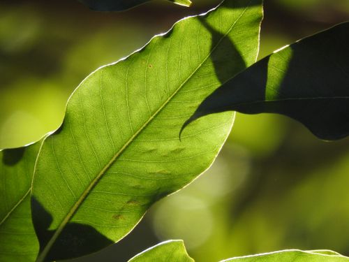 Free Detailed close-up of green leaves illuminated by sunlight, showcasing their veins and textures. Stock Photo