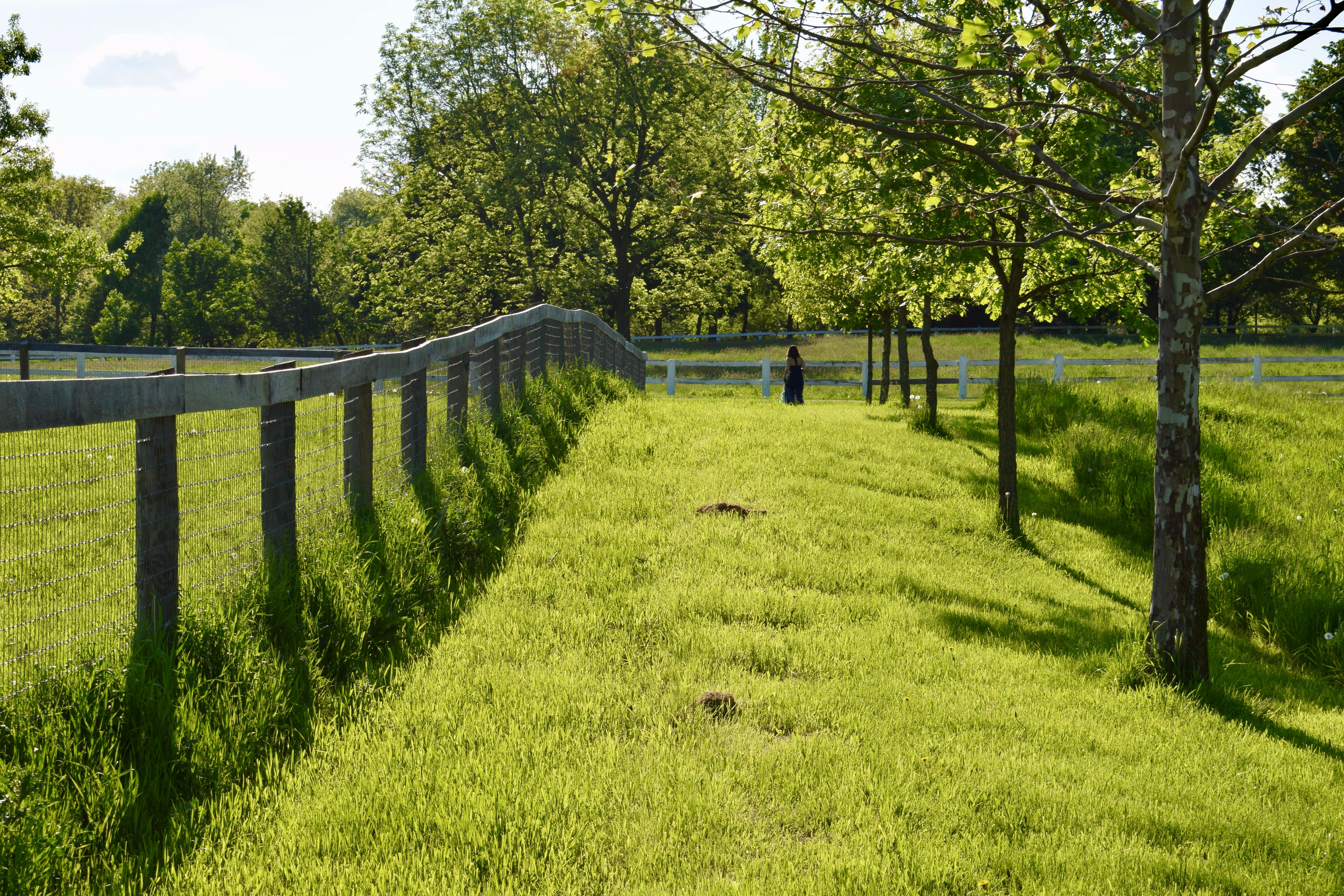 Lush green pasture with happy rabbits grazing under natural light
