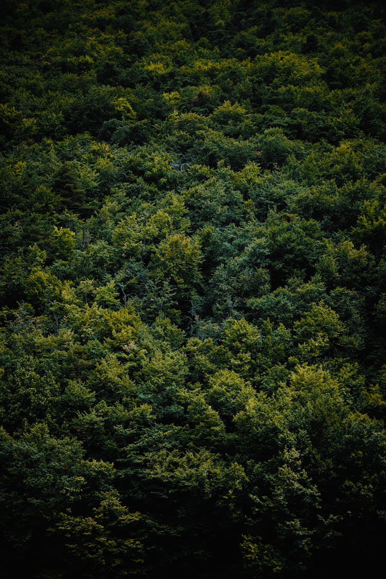 Aerial Shot Of A Dense Forest