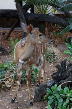 A detailed close-up of a Nyala deer standing in its natural environment.