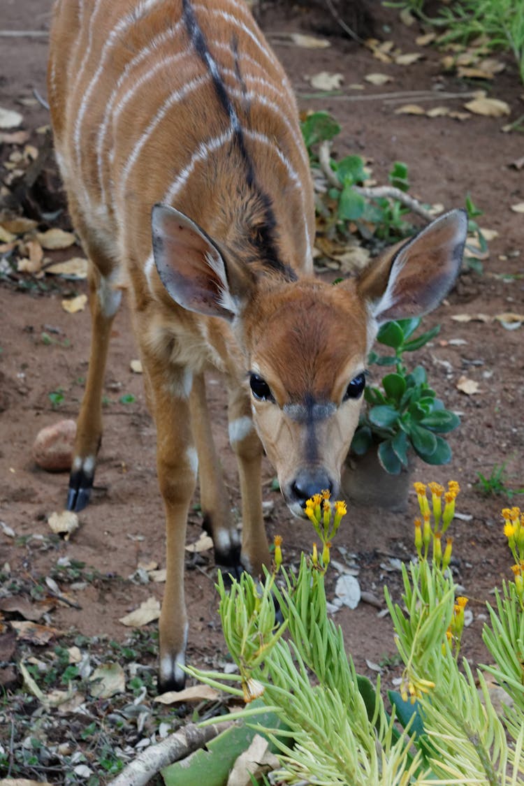 Brown Nyala In Close Up Shot