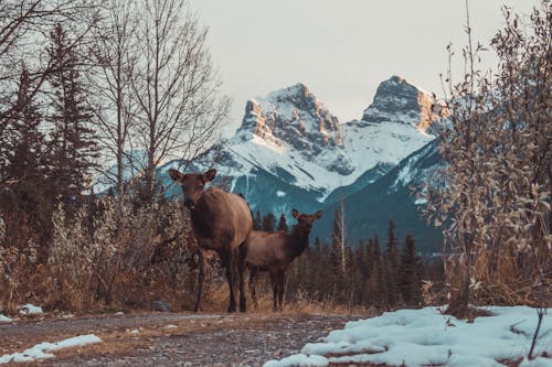 Základová fotografie zdarma na téma hora, jeleni, srnčí
