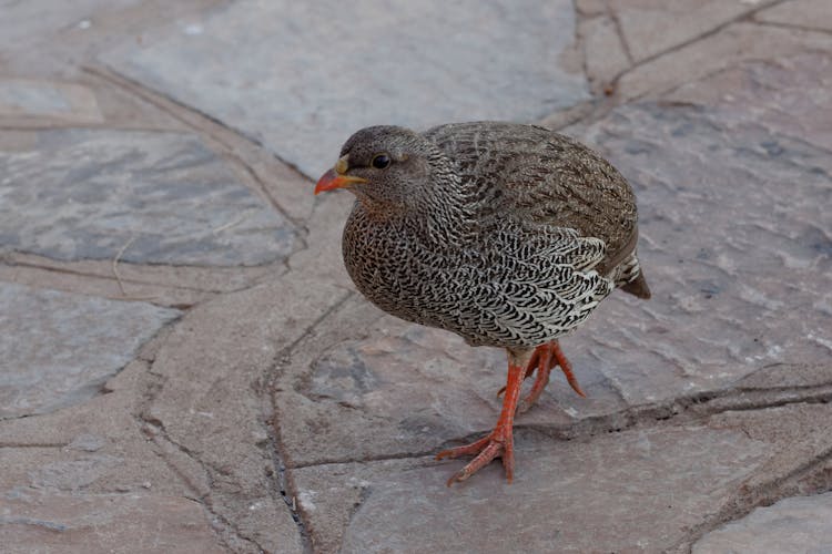 Natal Spurfowl In Close-Up Photography