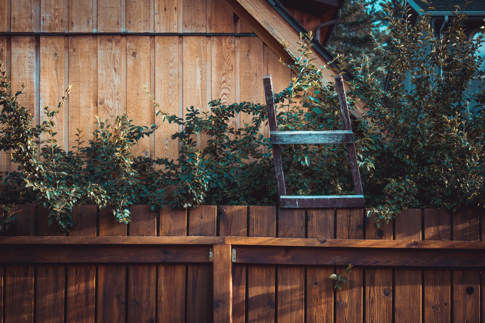 Warm wooden fence with lush green foliage — Google Review Widget for Veterinarian Website North Miami