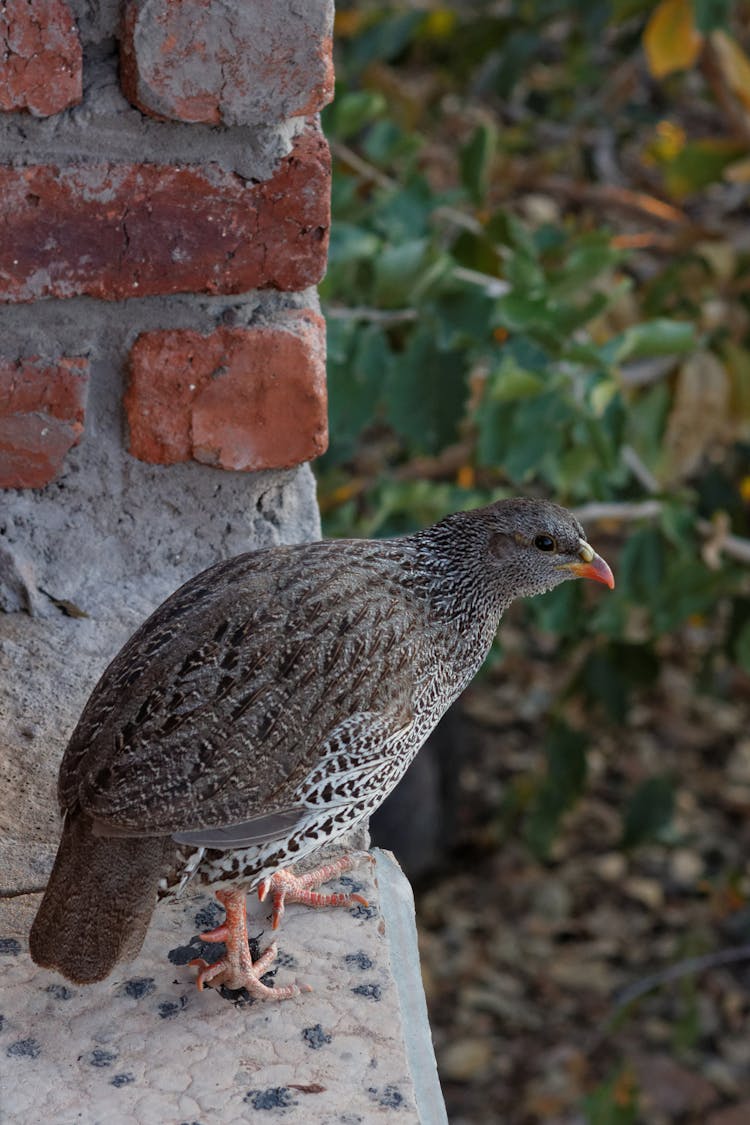 Close-Up Shot Of A Natal Spurfowl