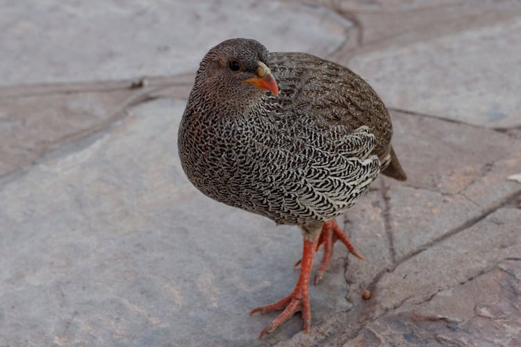 Close Up Of A Natal Spurfowl