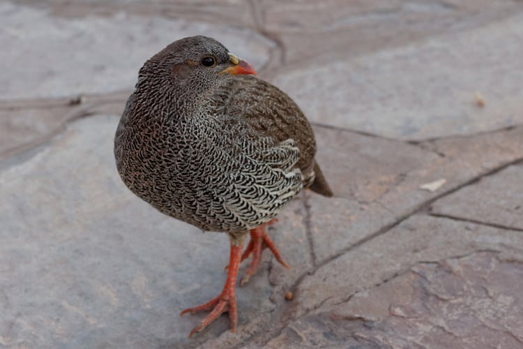 Close Up Photo Of A Natal Spurfowl 