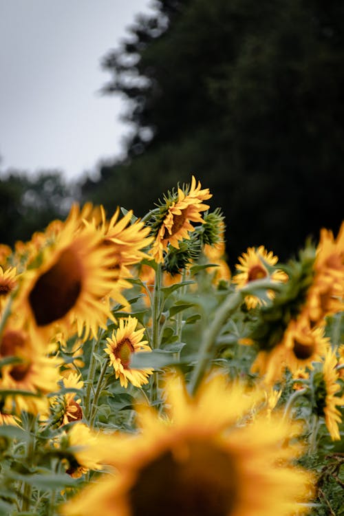 Free A Field of Sunflowers Stock Photo