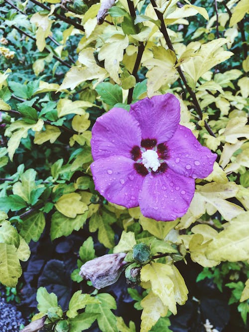 Wet Purple Hibiscus Flower 