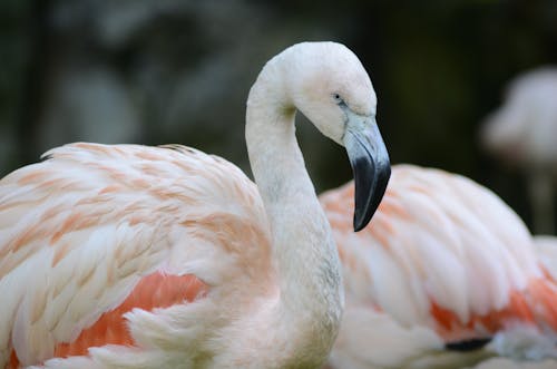 Closeup Photo of White and Orange Bird