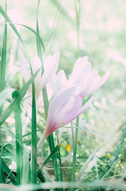 Flowering Plant with Beautiful; Flowers