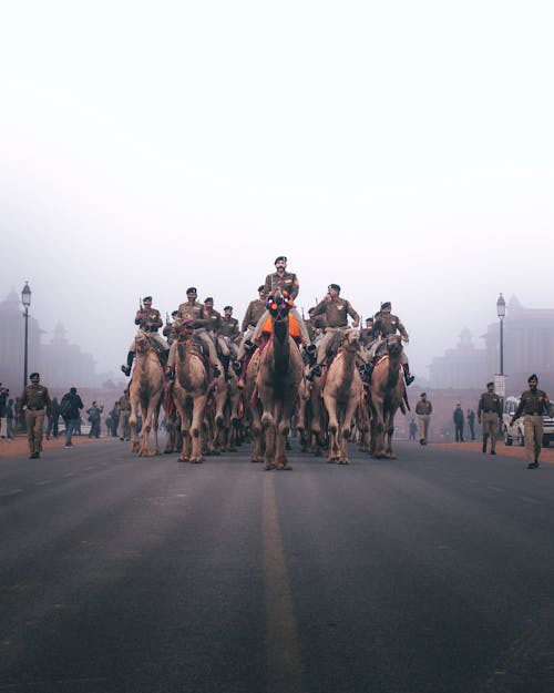 Foto profissional grátis de animais, camelos, desfile