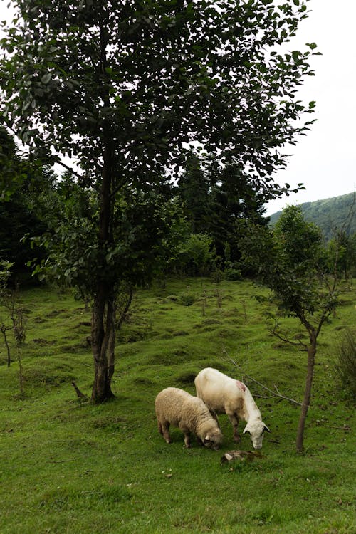 Ilmainen kuvapankkikuva tunnisteilla karja, laidun, maaseutu
