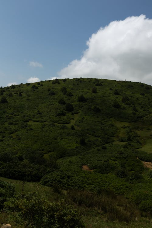 Landscape of a Green Mountain