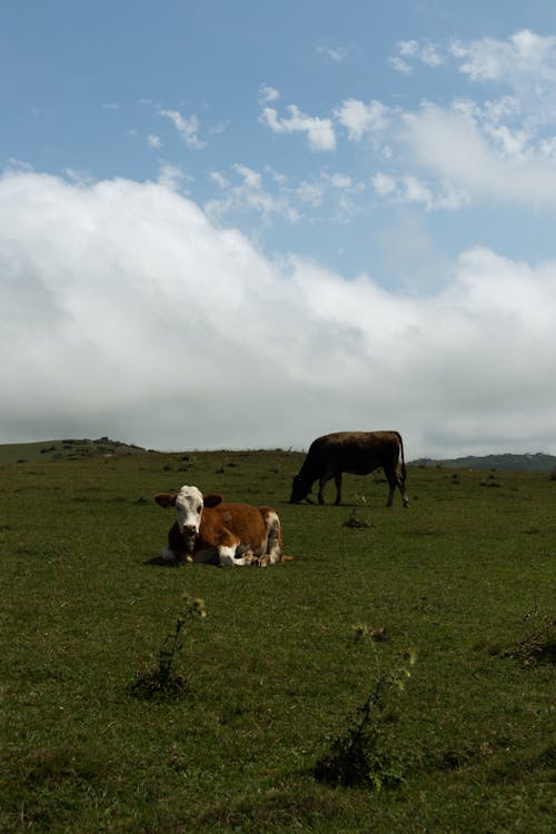 Cows on Green Grass Field