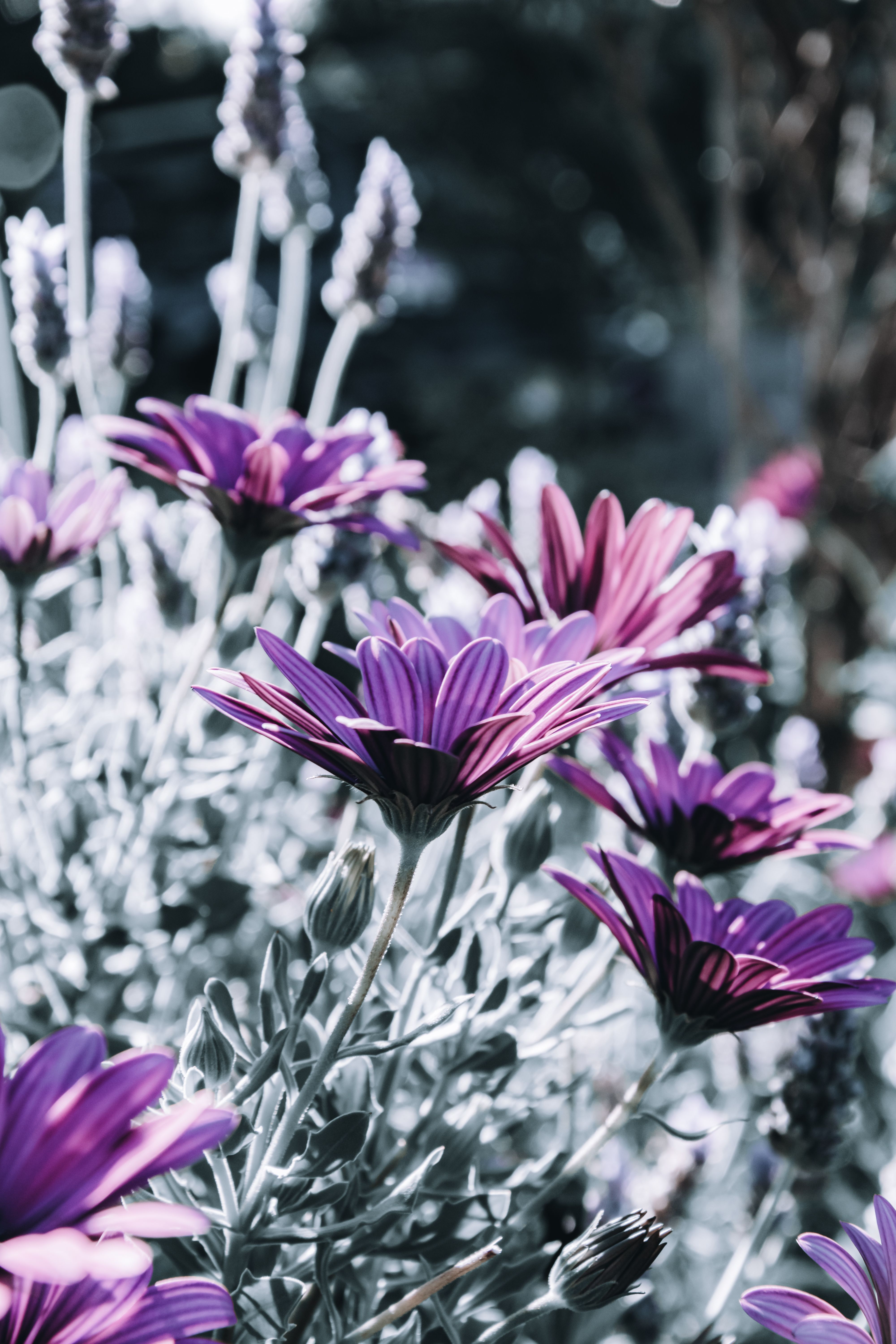 [ColoSach]-close-up-shot-of-thriving-purple-daisies-in-a-sunlit-garden,-showcasing-natural-beauty.