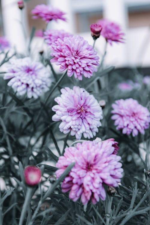 Close Up Photo of Purple Flowers