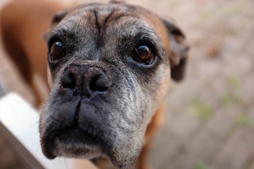 Cane Con Rivestimento Corto Bianco E Marrone Chiaro