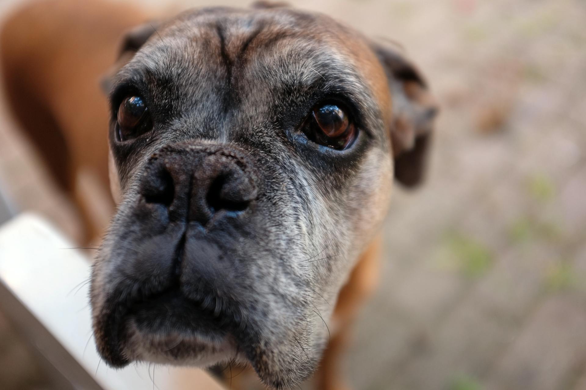 Svart, brunbrun och vit korthårig hund