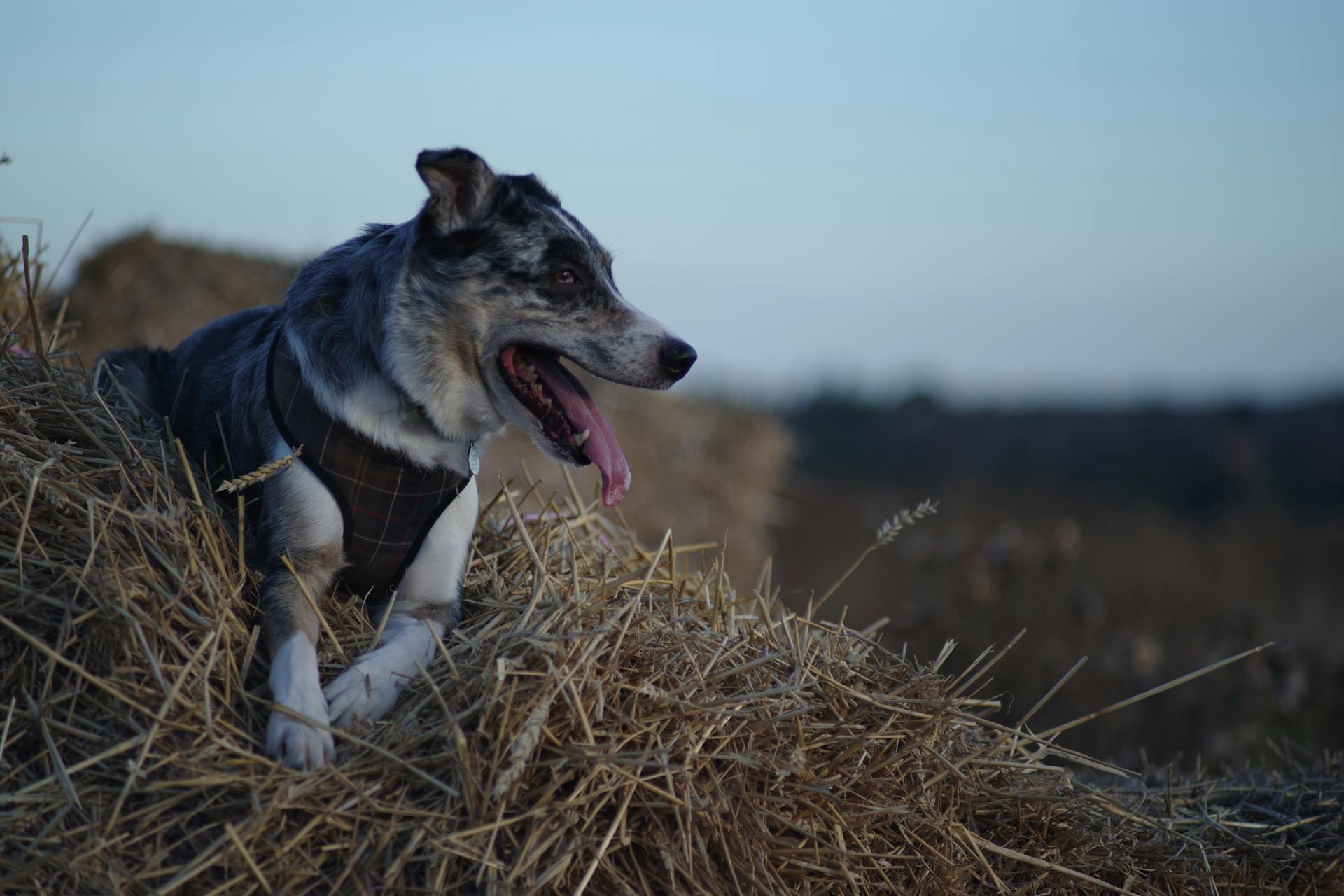 A Dog on a Haystack