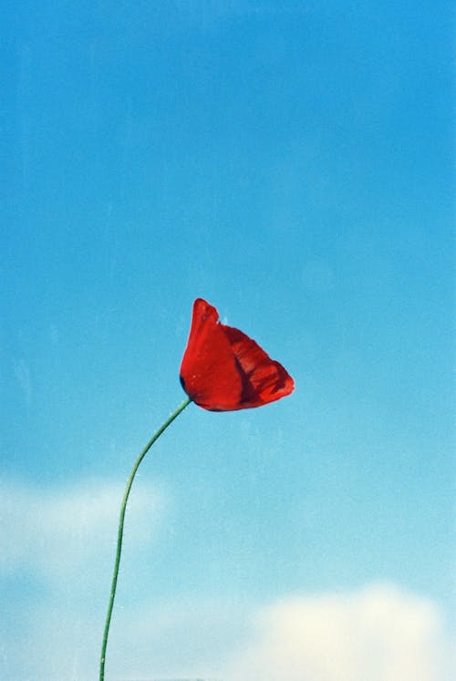 A Poppy Flower in Bloom